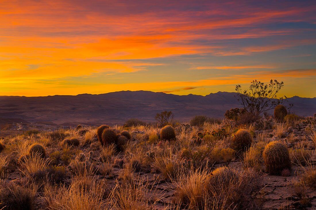 Desert Color Sunset Cactus